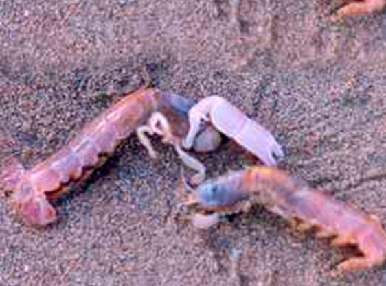 Bomba extracción de cebo