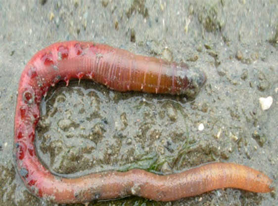 Bomba extracción de cebo
