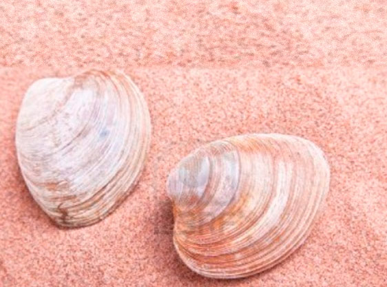 Bomba extracción de cebo